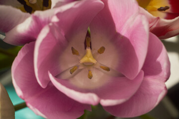 Close up pink flower tulip 
