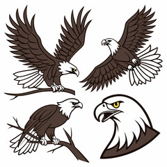 Fototapeta premium Bald Eagle Illustrations: 4 Poses, Vector, Brown & White.