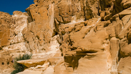 green plants among the rocks in the desert canyon in Egypt Dahab South Sinai