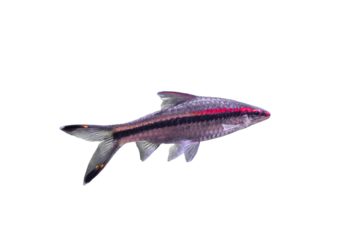 Denison's barb (Puntius denisonii) striped fish isolated on transparent background, side view