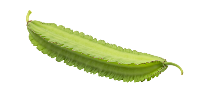 Fresh winged bean vegetable showcasing vibrant color and unique shape