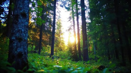 Obraz premium Sunlight streams through a dense forest canopy.