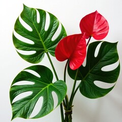Large Monstera leaves in a lush arrangement on white, leaf, arrangement, monstera