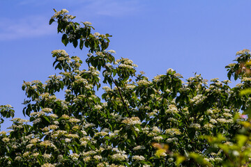 Cornus sanguinea red dog plant with flower and full leaf. Cornus drummondii, with tiny white flowers. Flowering shrub of Cornus controversy in the spring garden