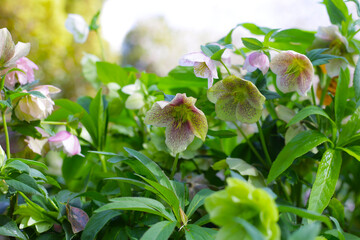 Helleborus flower or hellebore in the park