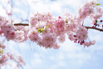 Cherry blossom branches against blue sky