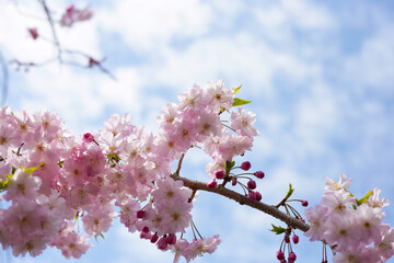 Cherry blossom branches against blue sky