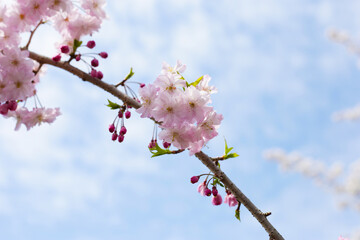 Cherry blossom branches against blue sky