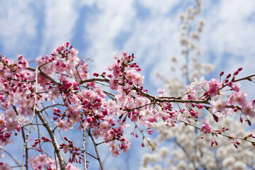 Cherry blossom branches against blue sky