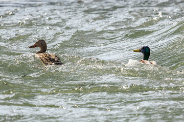 Anas platyrhynchos. A pair of mallards crossing the rapids of the Bernesga River, León, Spain.