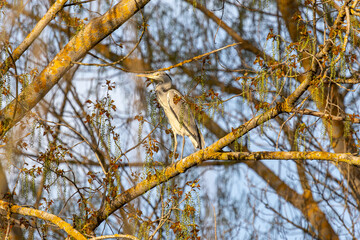 Grey Heron perched on a poplar branch. Ardea cinerea.