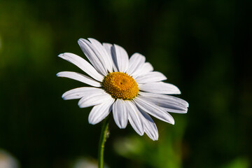 Fototapeta premium Oxeye daisy Leucanthemum vulgare blooming in spring, White flowers in the garden closeup, Wild daisy flowers growing on meadow, white chamomiles on green grass background. Oxeye daisy