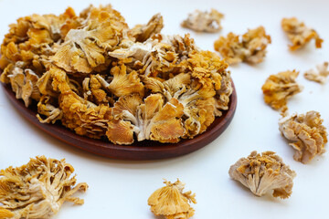 Splitgill mushroom or schizophyllum commune mushroom