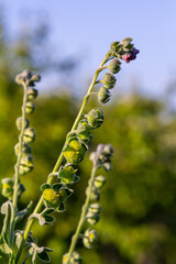 In the wild, Cynoglossum officinale blooms among grasses. A close-up of the colorful flowers of the common sedum in a typical habitat