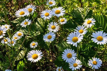 Oxeye daisy Leucanthemum vulgare blooming in spring, White flowers in the garden closeup, Wild daisy flowers growing on meadow, white chamomiles on green grass background. Oxeye daisy