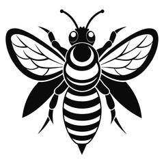 Striking Black & White Honeybee with Detailed Wings and Bold Striped Body