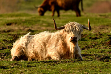 Fototapeta premium Scottish Highland Cattle outdoor