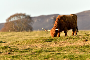 Scottish Highland Cattle outdoor