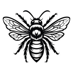 Detailed Black & White Bee Wings, Legs, and Body Markings Shown Closely