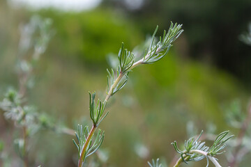 A type of wormwood grows in the wild - Artemisia marschalliana
