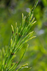 Horsetail field Equisetum arvense grows in the wild