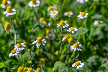 Fototapeta premium Matricaria chamomilla on wildflower meadow