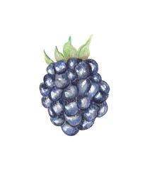 Blackberry Colorful hand-drawn and hand-painted food illustration Great for restaurant menu, kitchen decor, recipe book, educational material Png file with transparent background