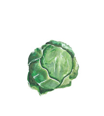 Cabbage Colorful hand-drawn and hand-painted food illustration Great for restaurant menu, kitchen decor, recipe book, educational material Png file with transparent background