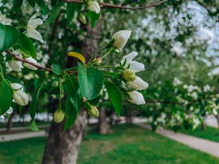 flowers
