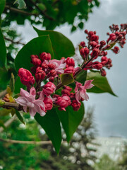  beautiful nature