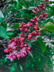  beautiful nature