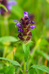 Prunella Vulgaris makro single natural flower, medicinal herbs nature background