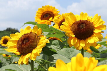 Obraz premium field of sunflowers