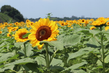 Fototapeta premium field of sunflowers