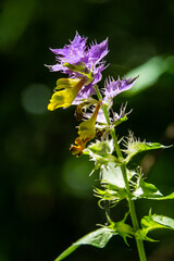 Wood cow-wheat, colorful meadow flower, detail of summer flower, Melampyrum nemorosum