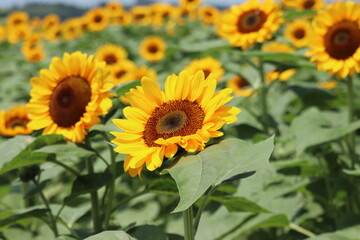 Fototapeta premium sunflower field