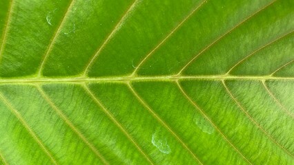 view of  details of leaf in the garden green