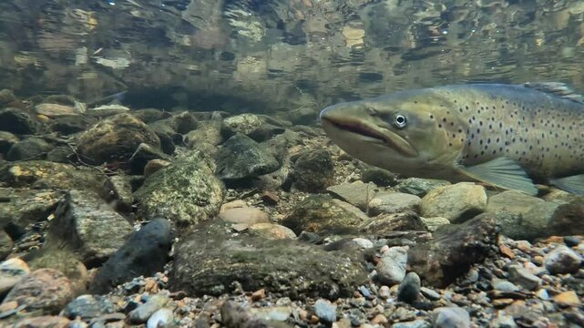 Close up of large Sea Trout hovering in current of Granvin River during spawning season, Norway.