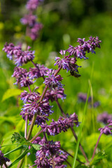 Purple lilac sage - a beautiful ornamental plant in the naturalistic native border in the cottage garden. Salvia verticillata Purple Rain