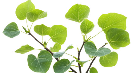 Naklejka premium Cathay poplar plants on white background