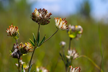 The common kidneyvetch, kidney vetch or woundwort Anthyllis vulneraria growing in a meadow and blooming with spherical flower head with yellow petals in summer