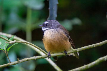 New Zealand Fantail (R. f. placabilis) sitting on a branch	
