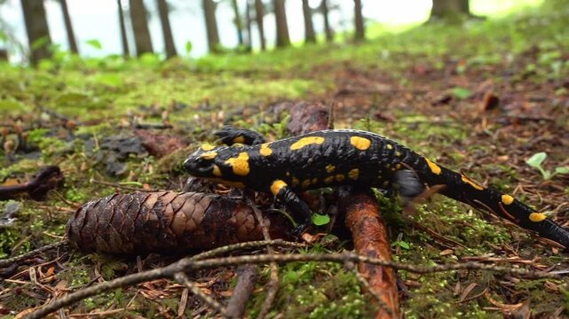 A fire salamander is walking across debris on ground in a forest