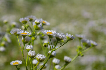 Erigeron annuus known as annual fleabane, daisy fleabane, or eastern daisy fleabane