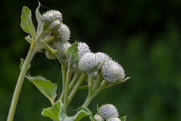 Arctium tomentosum, commonly known as the woolly burdock is a species of burdock belonging to the family Asteraceae