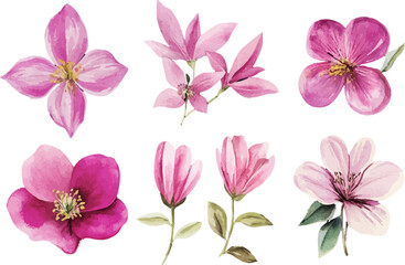 pink flowers on white background