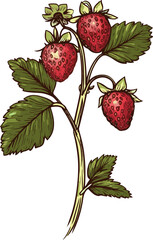 Alpine strawberry branch fragaria vesca vector sketch