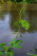 hop leaves. Humulus. green leaves of a climbing plant. natural autumn background, leaves close up. light, bright hop leaves.