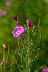 Fototapeta premium willow-herb epilobium hirsutum during flowering. Medicinal plant with red flowers