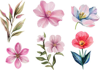 Obraz premium set of pink flowers